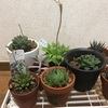 ハオルチア植え替え。百均の鉢は卒業です