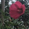 草芙蓉