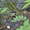 ジィちゃんと探鳥した９月後半のまとめ、になってしまいました…。しかもその２。