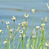 今日の小言幸兵衛