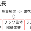 植物の基本サイクル２