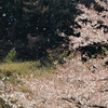 散る花を惜しみて降るる乱れ雨