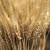 体調の悪さは小麦が原因⁈  グルテン不耐症