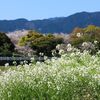 橋本車両基地の桜