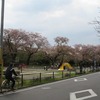 おおぞら公園_桜（西東京市）