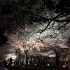 夜桜。