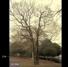 エノキの高木とゴマダラチョウ