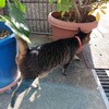 ドジャースと銀だこが契約