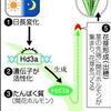 開花ホルモン発見の事。