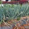 「分結葱」は凄い