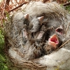 野鳥のヒナは、口を開けたまま爆睡する