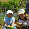2012  7 16　ジャガイモ掘り大会