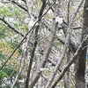 秋に咲く桜