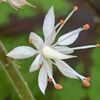 2025年4月13日からの花と葉　ティアレラ、ホスタ、クルメツツジ、シャガなど