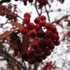 七竃、山葡萄