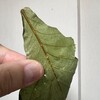 かしわもちはいつ食べてもおいしい