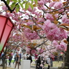 今日は造幣局「桜の通り抜け」最終日