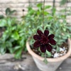 ＊冬のチョコレートコスモス＆植え替え作業♪