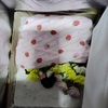 ネコさんの生と死
