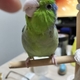 今週の🐦もぐまめ㉘ #インコ