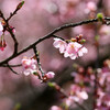 小鳥の森：修善寺寒桜