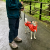 雨の日散歩。新しい雨合羽を買ってもらった犬。