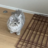 猫との引越しについて🏠その③
