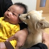 犬と猫、大掃除