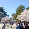 名古屋城の桜