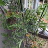 順調に成長するミニトマトやきゅうりと対象的に、アオムシマンションと化したブロッコリー