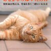 猫エイズの症状と治療の方法は？