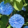 ６月の訪れ