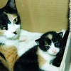 ☆Cats and Dogs #26  Memorial, Mitsuko and Mitsuaka