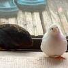 冬支度を考える  #ヒメウズラ
