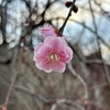 春の兆し