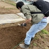 キャベツと白菜の植え込み方法【農業】　