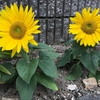 家庭菜園で夏野菜が順調に育ってきました-トマト、ナス。そして夏の花も-