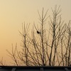 夕暮れの樹上に１羽春の鳥