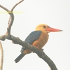 Stork-billed Kingfisher コウハシショウビン (カリマンタンの鳥その1)