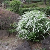 ユキヤナギの雲海に浮かぶ桜　―全速力で走り抜ける春を撮る―