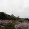 お城と桜