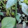 夏野菜にしちゃった！～トマトの育て方！！～
