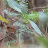 マユハウチワドリ Hill Prinia