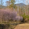 桜を追いかけて