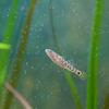 ドロメ Chaenogobius gulosus