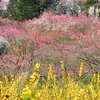 花めぐりシリーズ： ラ・スカイファーム ②（広島県世羅郡世羅町）