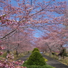 小樽市手宮公園の桜