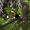 ニショクキムネオオハシ(Chestnut-mandibled Toucan)