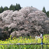 吉高の大桜