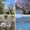 北海道・小樽市のオススメお花見スポット！桜の名所「手宮公園」へ今年も行ってみた！！～小樽の海と桜が同時に眺められる絶景スポット！約690本の桜は、人々を魅了する！～